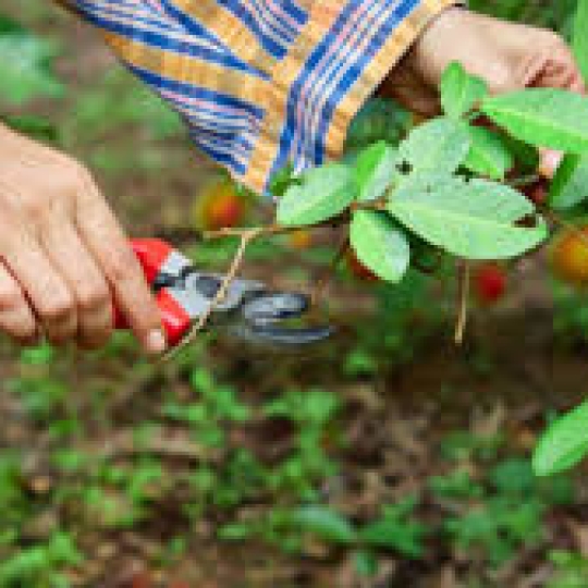 CÔNG TY TNHH NÔNG VẠN PHÚC