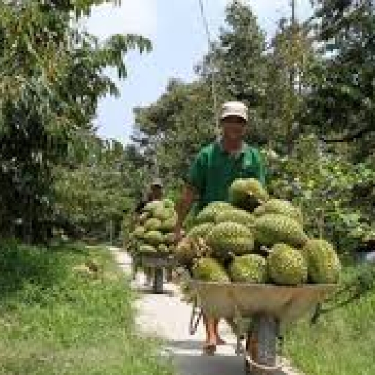 CÔNG TY TNHH NÔNG VẠN PHÚC